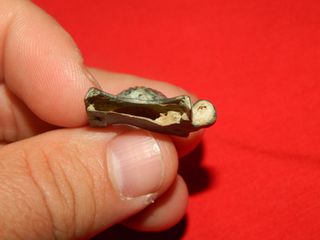 Hebilla bronce concha romana