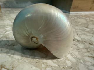Nautilus Madreperlato Grande