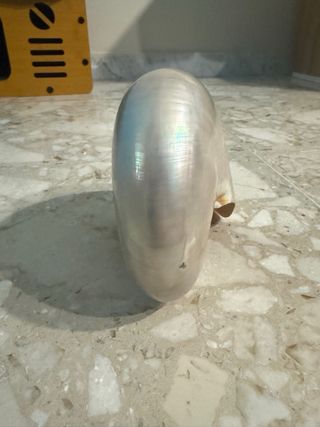 Nautilus Madreperlato Grande