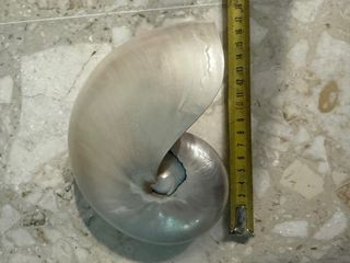 Nautilus Madreperlato Grande