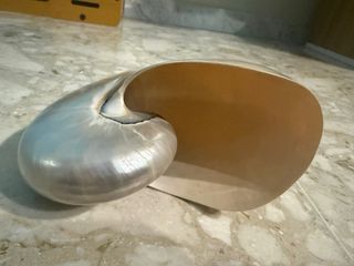 Nautilus Madreperlato Grande