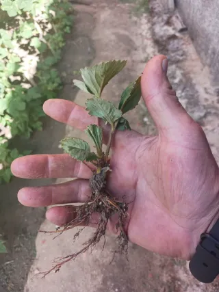 70 plantas de fresa a raíz desnuda a 0.22 € u