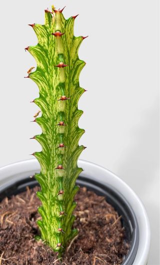 Euphorbia variegada planta