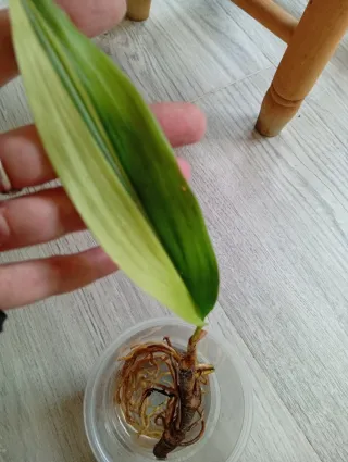 Aspidistra variegada
