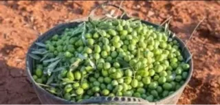 Busco trabajo en el campo serio y formal