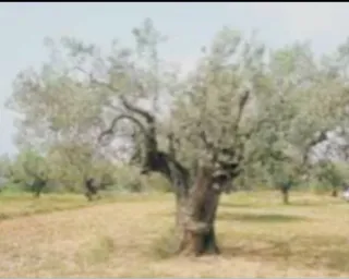 Busco trabajo en el campo serio y formal