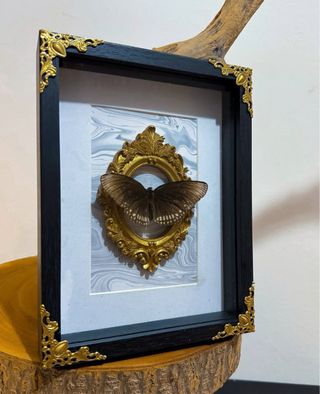 Cuadro Mariposa Negra y Dorada