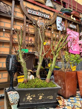 Bonsai, bosque bonsai. Creaciones propias