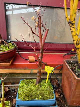 Bonsai, bosque bonsai. Creaciones propias