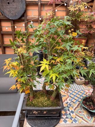 Bonsai, bosque bonsai. Creaciones propias