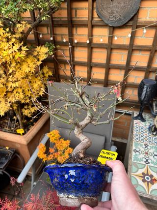 Bonsai, bosque bonsai. Creaciones propias