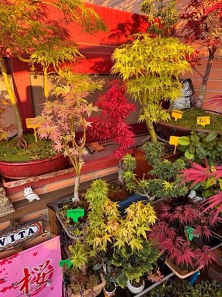 Bonsai, bosque bonsai. Creaciones propias