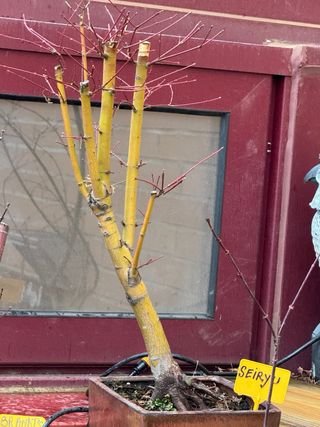 Bonsai, bosque bonsai. Creaciones propias