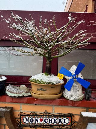 Bonsai, bosque bonsai. Creaciones propias