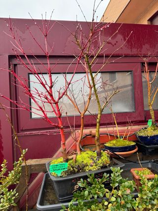 Bonsai, bosque bonsai. Creaciones propias