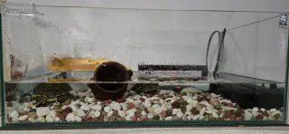 Tortuguera ISLA Repti Selva 50x28x20 cm