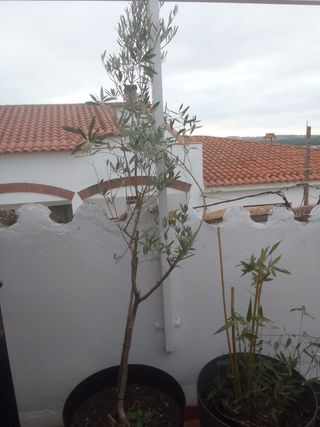 Planta de olivo en maceta y una segunda planta