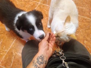 Modificación de Conducta Inteligencia Emocional