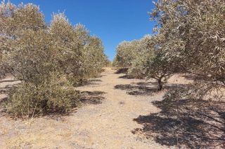 Terreno en venta en Álora