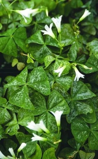 Lote combinado oxalis