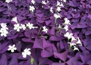 Lote combinado oxalis