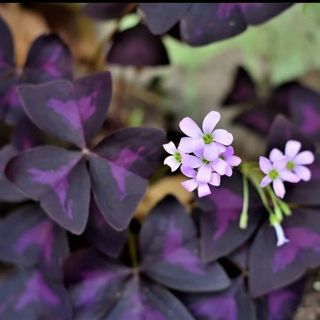 Lote combinado oxalis