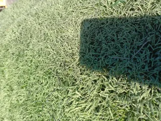 Césped artificial