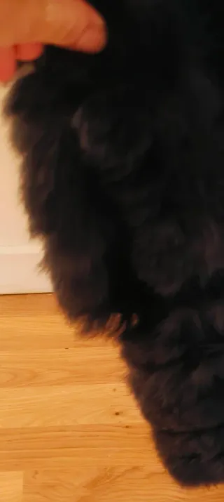 Chaqueta lana y piel conejo negra