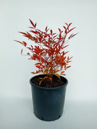Piante di Nandina in vaso