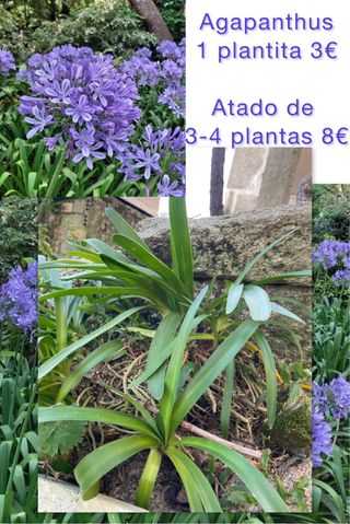 Agapanthus planta 1x3€ / 3-4x8€