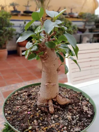 Bonsai Ficus Retusa