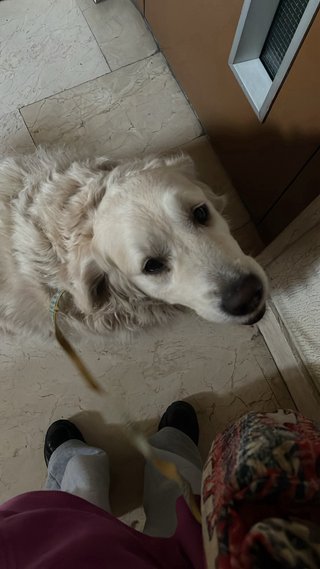 Niñera y cuidadora de animales (tambien guarderia)