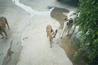 Niñera y cuidadora de animales (tambien guarderia)