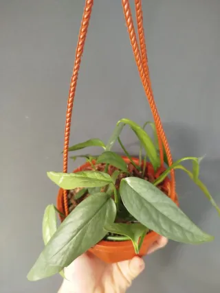 Epipremnum Cebú Blue colgante