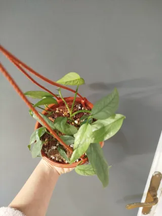 Epipremnum Cebú Blue colgante