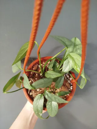 Epipremnum Cebú Blue colgante