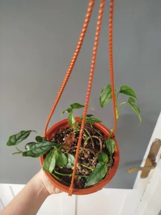 Monstera siltepecana colgante