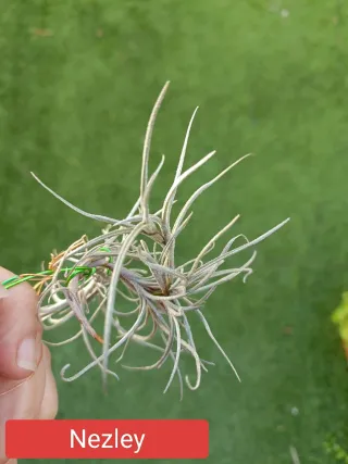 Tillandsia Nezley