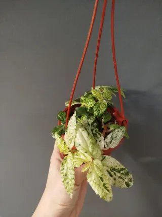 Pelionia repens variegada