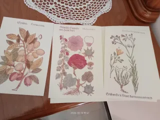 3 Stampe botaniche