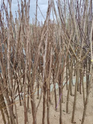 Árboles de Kaki a raíz desnuda