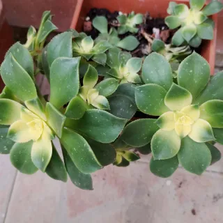 Aeonium Kiwi talea colori stupendi