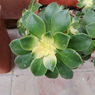 Aeonium Kiwi talea colori stupendi