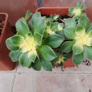 Aeonium Kiwi talea colori stupendi