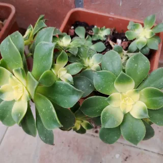 Aeonium Kiwi talea colori stupendi