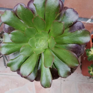 Aeonium bronze pianta intera
