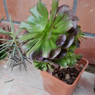 Aeonium bronze pianta intera