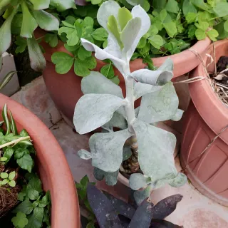 Aeonium pianta succulenta da esterno