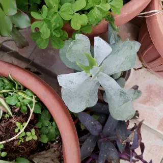 Aeonium pianta succulenta da esterno