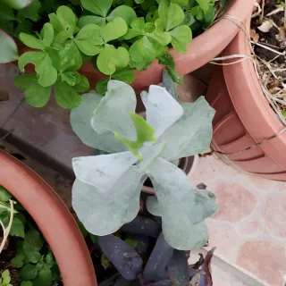 Aeonium pianta succulenta da esterno